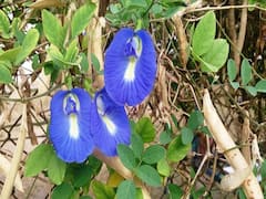 Herbal Farming: इस फूल से बनाई जाती है वर्ल्ड फेमस ब्लू टी, खेती करके किसानों कमा सकते हैं तीन गुना पैसा