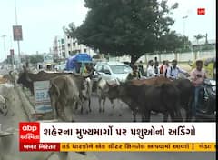 મહેસાણા શહેરમાં રખડતા ઢોરનો ત્રાસ, રસ્તા પર ઢોરને કારણે વાહન ચાલકો પરેશાન