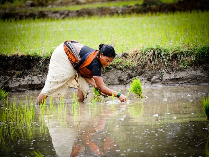 Paddy Cultivation: कम पानी में भी मिलेगी धान की बंपर पैदावार, खेत में तुरंत शुरु कर दें ये जरूरी काम