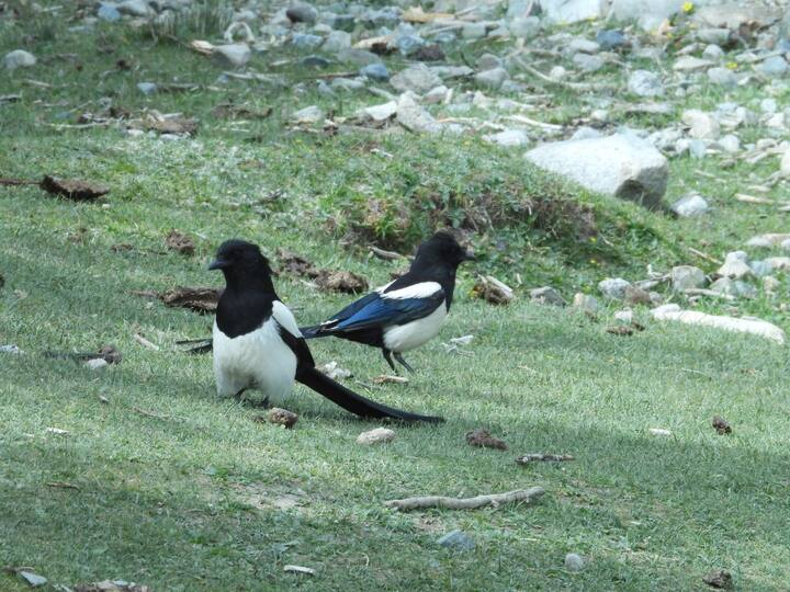 Eurasian magpie — quirky and curious, smartly dressed in white with bluish-green wings spotted in Leh.