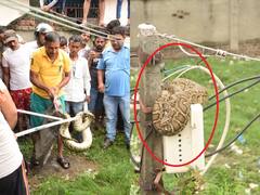 IN Pics: रुद्रपुर में बिजली के खंभे पर चढ़ा अजगर, देखने के लिए उमड़ा लोगों का हुजूम, वन विभाग ने ऐसे किया रेस्क्यू