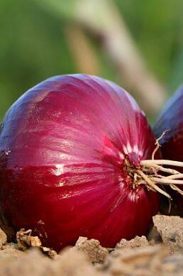 कांद्याला प्रतिकिलो 25 रुपयांचा दर द्या, कांदा उत्पादक शेतकरी संघटनेची मागणी