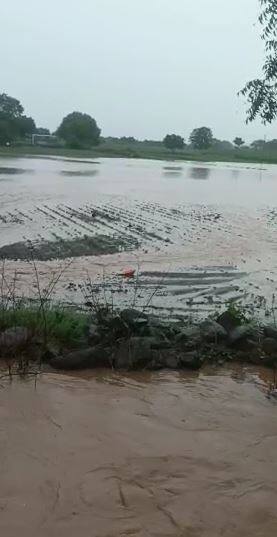 लातूर जिल्ह्यात मुसळधार पाऊस, शेती पिकांना फटका
