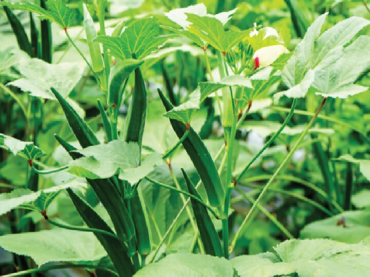 Okra Farming: खेतों को भर देगी भिंडी की ये खास किस्म, बंपर पैदावार के लिये सही तरीका अपनायें