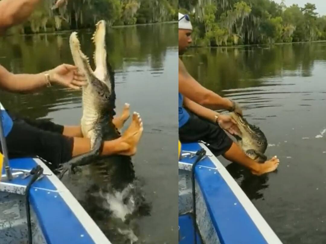 man feeding crocodile like a baby video goes viral Watch Video: முதலைக்கு ஊட்டிய உணவு.. இவ்ளோ செல்லமா? ஸ்டீவ் இர்வினை நினைவூட்டும் வைரல் வீடியோ!