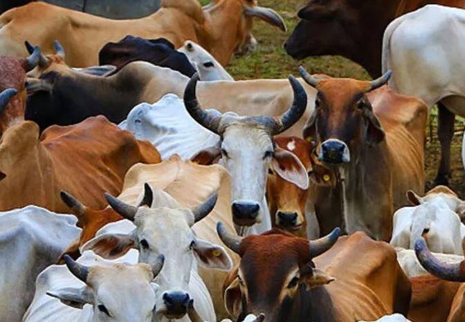 150 Cattle died in Gaushala at Badhani Kalan in Moga ,about 700 cows have fallen victim to this disease ਮੋਗਾ 'ਚ ਗਾਵਾਂ ਅਤੇ ਮੱਝਾਂ 'ਚ ਇੱਕ ਬਿਮਾਰੀ ਦੀ ਦਸਤਕ , 700 ਦੇ ਕਰੀਬ ਗਾਵਾਂ ਹੋਈਆਂ ਇਸ ਬਿਮਾਰੀ ਦਾ ਸ਼ਿਕਾਰ  