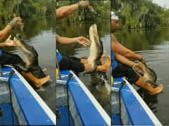 Watch: ਖੌਫਨਾਕ ਮਗਰਮੱਛ ਨਾਲ ਹੈ ਵਿਅਕਤੀ ਦੀ ਦੋਸਤੀ, ਵੀਡੀਓ ਦੇਖ ਕੇ ਲੋਕ ਹੋਏ ਹੈਰਾਨ!