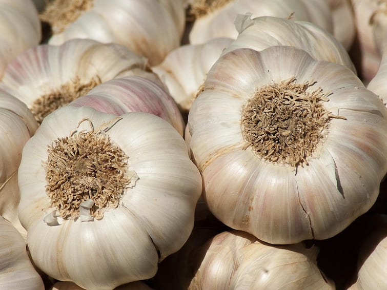 Garlic is a great cure for many diseases production is highest in Madhya Pradesh Garlic Cultivation: कई बीमारियों में रामबाण है लहसुन, देश के इन राज्यों में सबसे ज्यादा होता है उत्पादन