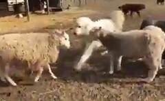 Watch: ਦੋ ਭੇਡਾਂ ਵਿਚਕਾਰ ਹੋਈ ਜ਼ਬਰਦਸਤ ਲੜਾਈ, ਕੁੱਤਾ ਇੰਝ ਹੋਇਆ ਸ਼ਾਂਤ, ਦੇਖੋ ਵੀਡੀਓ