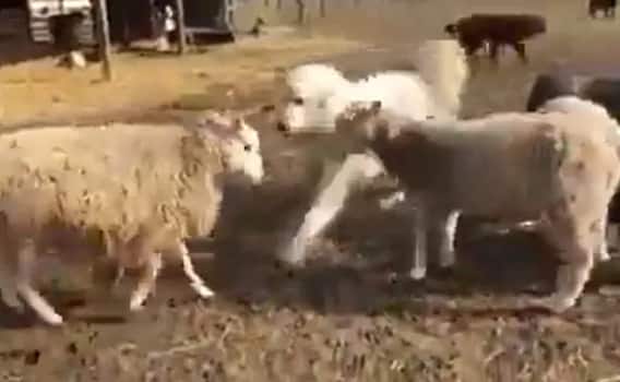 Watch: ਦੋ ਭੇਡਾਂ ਵਿਚਕਾਰ ਹੋਈ ਜ਼ਬਰਦਸਤ ਲੜਾਈ, ਕੁੱਤਾ ਇੰਝ ਹੋਇਆ ਸ਼ਾਂਤ, ਦੇਖੋ ਵੀਡੀਓ Watch: ਦੋ ਭੇਡਾਂ ਵਿਚਕਾਰ ਹੋਈ ਜ਼ਬਰਦਸਤ ਲੜਾਈ, ਕੁੱਤਾ ਇੰਝ ਹੋਇਆ ਸ਼ਾਂਤ, ਦੇਖੋ ਵੀਡੀਓ