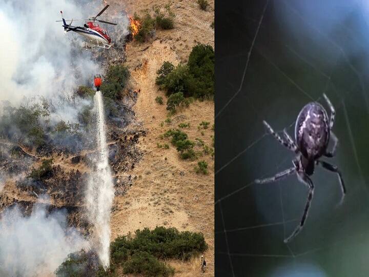 Man Arrested In US For Starting Wildfire While Trying To Kill Spider With Lighter ஒரு சிலந்திக்காக அழிந்துபோன 60 ஏக்கர் காடு.. காட்டையே கொளுத்திய போதை ஆசாமி!