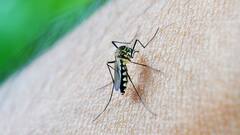 Dengue: ডেঙ্গি প্রতিরোধের ঘরোয়া ও আয়ুর্বেদিক পদ্ধতিগুলো জানা আছে?