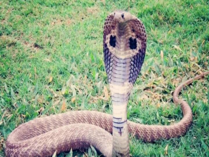 Indore forest department saved 35 snakes from snake charmers Indore News: इंदौर में वन विभाग की बड़ी कार्रवाई, नागपंचमी पर सपेरों से रेस्क्यू किए 35 सांप