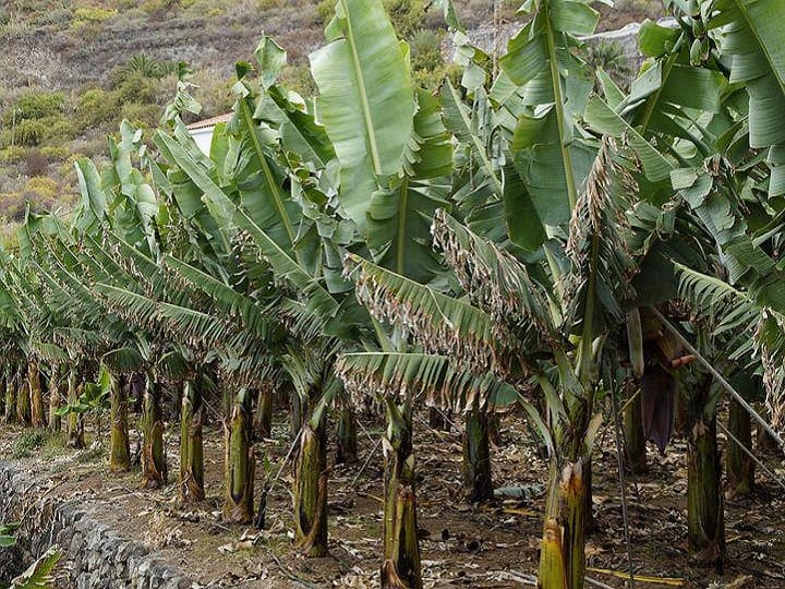 Banana cultivation crop management against Bunchy top virus is increasing in banana farms Crop Management: केले की फसल में बढ़ रहा है बंची टॉप वायरस का प्रकोप, इस तरीके से करें समाधान