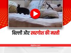 Viral Video: बेड पर बिल्ली और खरगोश ने की मस्ती, एक-दूसरे का पीछा करते दिखे दोनों