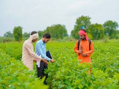 Crop Management: कपास की खड़ी फसल को नष्ट करने पर मजबूर किसान, कहीं आपकी फसल में भी ना हो जाये नुकसान
