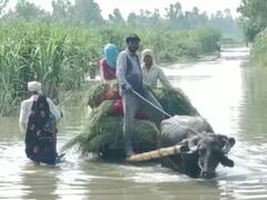 Amroha News: खतरे के निशान के करीब गंगा, बिजनौर बैराज से पानी छोड़े जाने के बाद अमरोहा में बाढ़ जैसे हालात