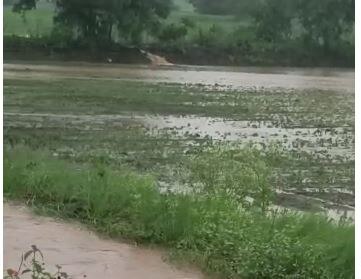 Latur Rain News : लातूर जिल्ह्यातील औसा आणि निलंगा तालुक्यात मुसळधार पाऊस, शेती पिकांना मोठा फटका 