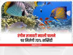 Subsidy Offer: ग्रामीणों को धनवान बना देंगी रंगीन मछलियां, 70% की भारी सब्सिडी पर शुरू करें मछली पालन