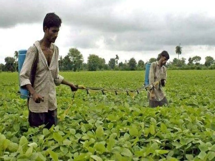 Crop Management: सोयाबीन की खेतों में बजी खतरे की घंटी, समय रहते कर लें कीट-पतंग और बीमारियों की रोकथाम