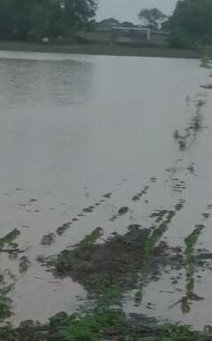 लातूर जिल्ह्यात मुसळधार पाऊस, शेती पिकांना फटका