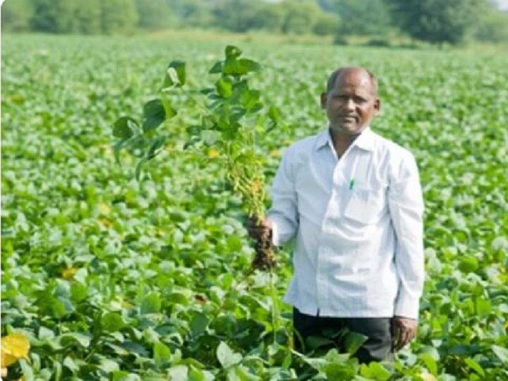 Crop Management: सोयाबीन की खेतों में बजी खतरे की घंटी, समय रहते कर लें कीट-पतंग और बीमारियों की रोकथाम