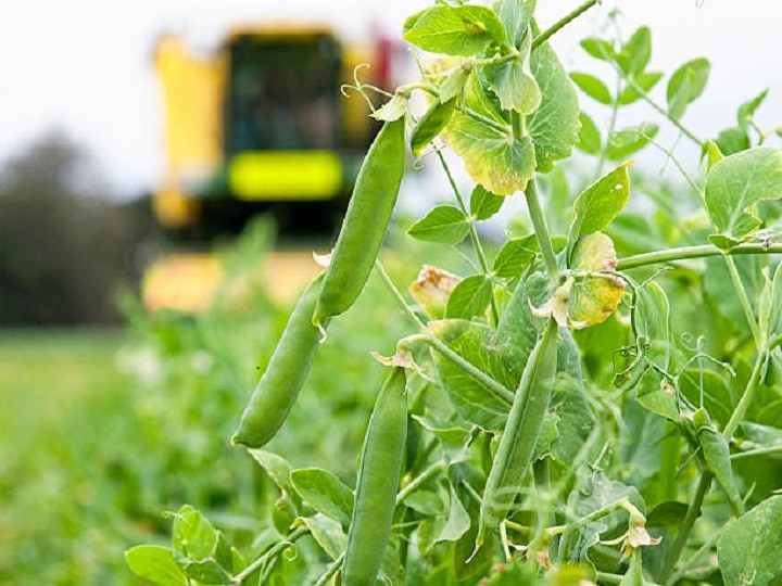 Pea Cultivation: किसानों को मालामाल बना सकती है मटर, इस नकदी फसल की खेती से पहले जान लें जरूरी बातें