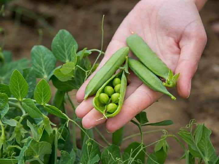 Peas farming related important things know before cultivating in Rabi season Pea Cultivation: किसानों को मालामाल बना सकती है मटर, इस नकदी फसल की खेती से पहले जान लें जरूरी बातें