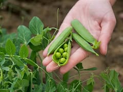 Pea Cultivation: किसानों को मालामाल बना सकती है मटर, इस नकदी फसल की खेती से पहले जान लें जरूरी बातें