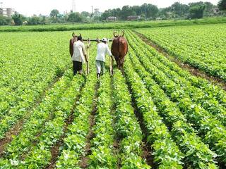 Agriculture : सोयाबिन पिकावरील किडींचे असे करा नियोजन