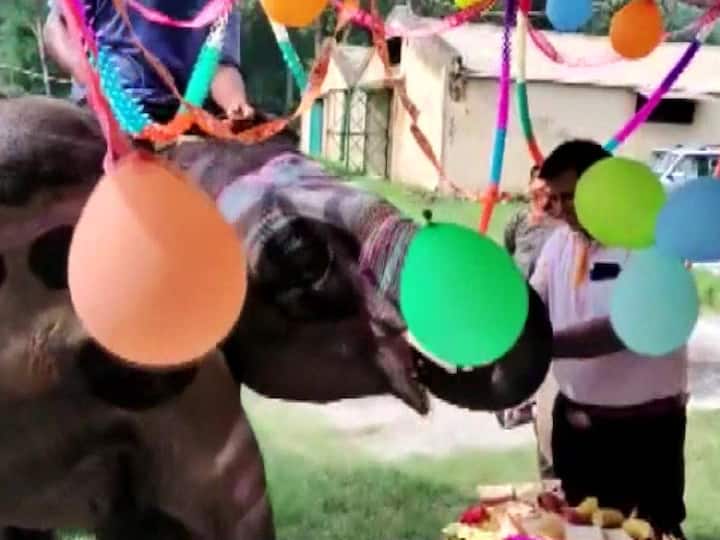Birthday Celebrated With Pomp Of 4 Year Old Elephant Sawan see Photos of Little Gajraj Elephant Birthday: గ్రాండ్‌గా బర్త్‌డే సెలబ్రేట్ చేసుకున్న ఏనుగు, కేక్ కూడా కట్ చేసింది