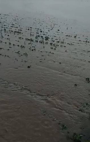 मुसळधार पावसामुळं शेडोळ आणि लामजना शिवारात सर्वाधिक नुकसान