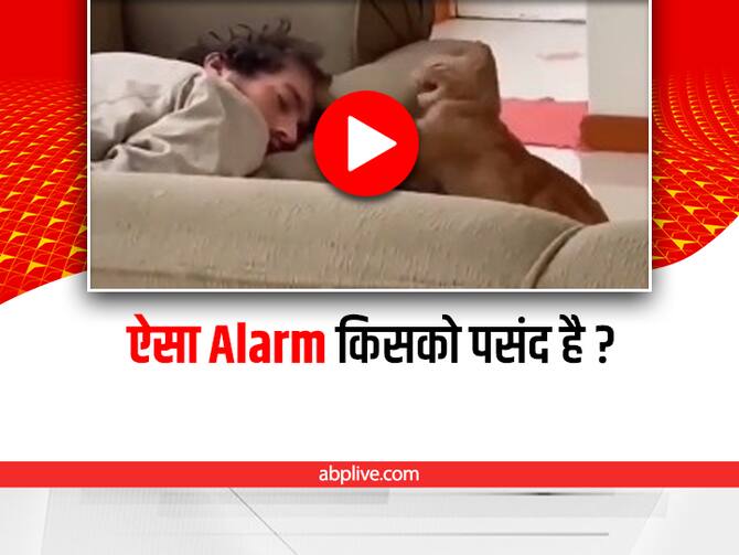 Cat Slaps The Person Many Times Video Viral On Social Media | Funny Video: गहरी नींद में सो रहा था शख्स, अचानक बिल्ली ने कर दी थप्पड़ों की बारिश Cat Slaps The Person Many Times Video Viral On Social Media | Funny Video: गहरी नींद में सो रहा था शख्स, अचानक बिल्ली ने कर दी थप्पड़ों की बारिश
