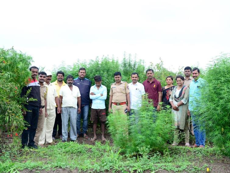 Sangli news Cannabis cultivated in Pomegranate farm 133 kg of Marijuana or ganja worth 13 lakhs seized in police raid Sangli News : डाळिंबाच्या बागेत गांजाची लागवड; पोलिसांच्या छाप्यात 13 लाखांचा 133 किलो गांजा जप्त