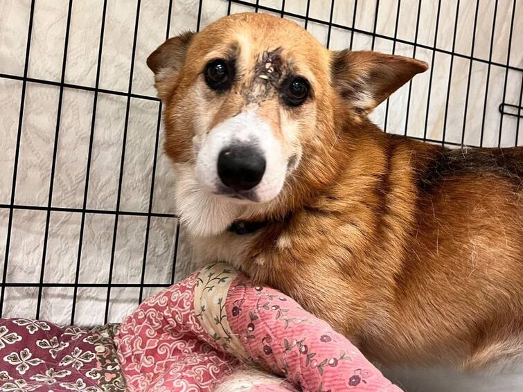 dog shot in between eyes miraculously survives ஜஸ்ட்டு மிஸ்...  நெற்றிப்பொட்டில் சுடப்பட்டு உயிர் பிழைத்த அதிசய நாய்!