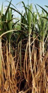 Photo : उसाच्या FRP मध्ये वाढ