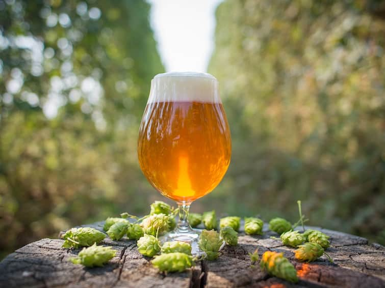 National IPA Day National IPA Day : ਜਾਣੋ ਕੀ ਹੁੰਦੈ ਰਾਸ਼ਟਰੀ IPA ਦਿਵਸ, ਆਓ ਜਾਣੀਏ ਬੀਅਰ ਨਾਲ ਜੁੜਿਆ ਦਿਲਚਸਪ ਇਤਿਹਾਸ