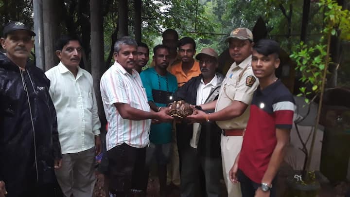 image 1दुर्मिळ तारा कासव सापडल्याची माहिती स्थानिकांनी दोडामार्ग मधील कोनाळ वनविभागाला दिली. वनपाल शिरवलकर, दत्ताराम मुकाडे, रामराव लोंढे घटनास्थळी दाखल होत हा तारा कासव वनविभागाच्या ताब्यात घेतला. यावेळी शेतकरी, ग्रामस्थ, प्राणीमित्र उपस्थित होते.