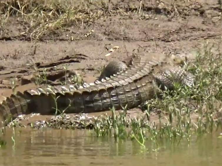 Sangli News Ten crocodiles found between Audumbar-Bhilwadi-Chopdevadi on the Krishna River the migration of crocodiles stopped this year Sangli News : कृष्णाकाठी औदुंबर-भिलवडी-चोपडेवाडी दरम्यान दहा मगरी आढळल्या, यंदा मगरींच्या स्थलांतराला ब्रेक