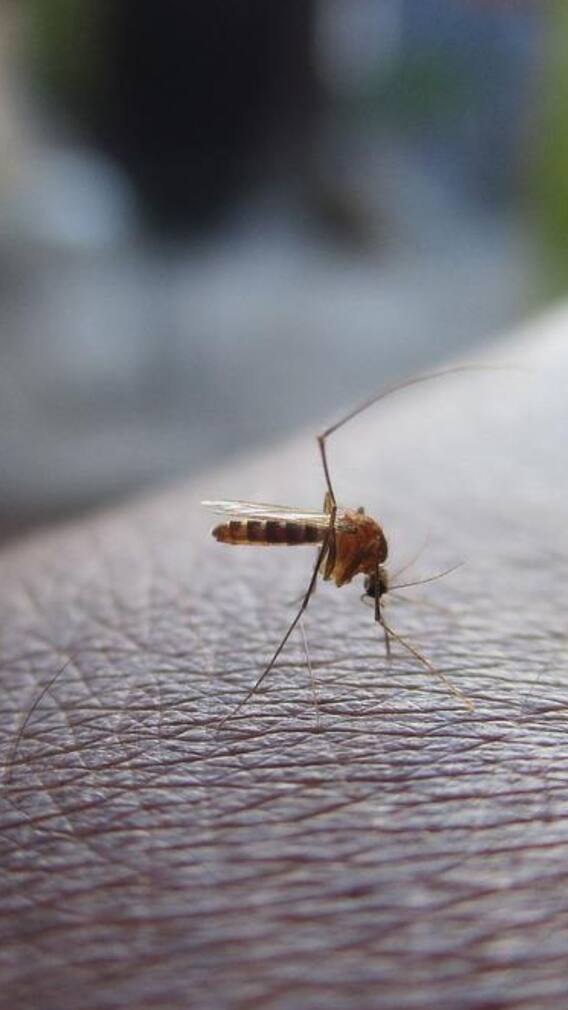 সহজে মশা তাড়ানোর ঘরোয়া টোটকা