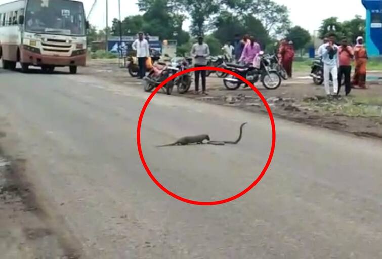 maharashtra News Aurangabad News Mongoose and snake fight quite stop the road काय म्हणता! मुंगूस आणि सापाच्या लढाईत चक्क 'रास्ता रोको'