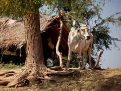 Lumpy Skin Disease: गुजरात में 'ढेलेदार त्वचा रोग' पर लगाम लगाने की कोशिश, एनडीडीबी ने कराई वैक्सीन की आपूर्ति