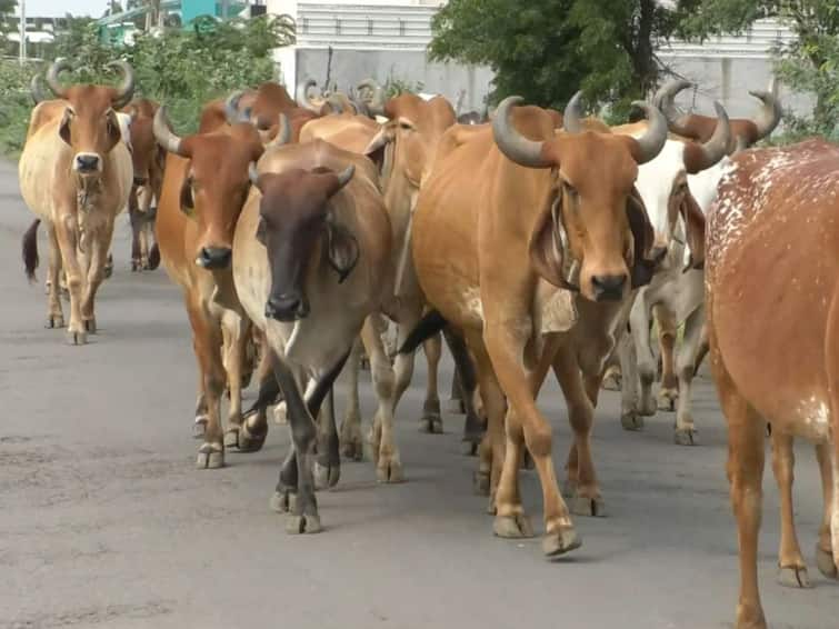 Lumpy Virus in Gujarat  159 cattle died due to lumpy virus in Gujarat today on August 4 Lumpy Virus : ગુજરાતમાં આજે લમ્પી વાયરસને કારણે 159 પશુઓના મોત થયા, જાણો કેટલા જિલ્લામાં ફેલાયો વાયરસ
