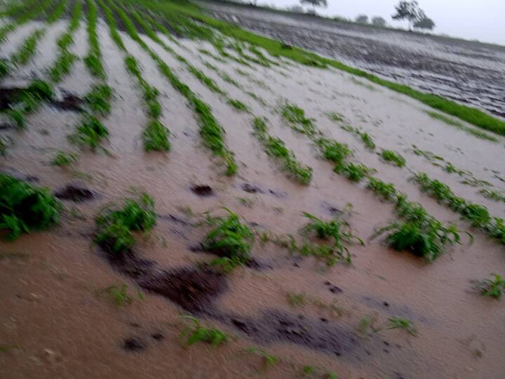 लातूर जिल्ह्यात मुसळधार पाऊस झाला आहे. निलंगा आणि औसा तालुक्यात ढगफुटी झाली असून शेताचे रूपांतर शेततळ्यात झाले आहे.