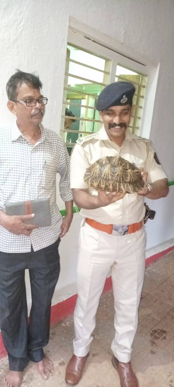 मात्र यांची संख्या खूपच कमी आहे. त्यामुळे ते दुर्मिळ प्रजाती असल्याची माहिती प्राणीमित्रानी दिली. परंतु सिंधुदुर्ग जिल्ह्यात यापूर्वी या तारा जातीचे कासव आढळलेले नाही.