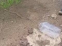 Kota News: कोटा में पाए जाते हैं सबसे ज्यादा इन प्रजातियों के सांप, 10 साल से चल रही बचाने की मुहिम