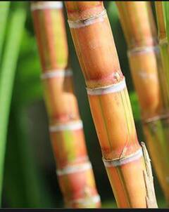 Photo : उसाच्या FRP मध्ये वाढ