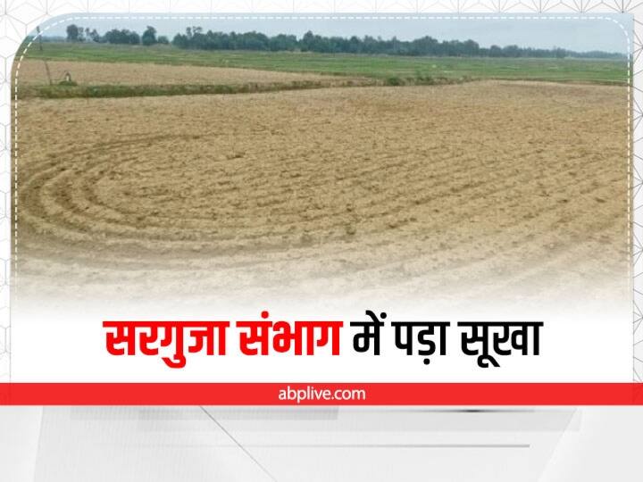 Chhattisgarh Monsoon Revenue Minister Jai Singh Agrawal sought report of affected crop from all DM ann Chhattisgarh Monsoon: छत्तीसगढ़ में मानसून की बेरुखी से किसान परेशान, मंत्री ने सभी डीएम से मांगी रिपोर्ट
