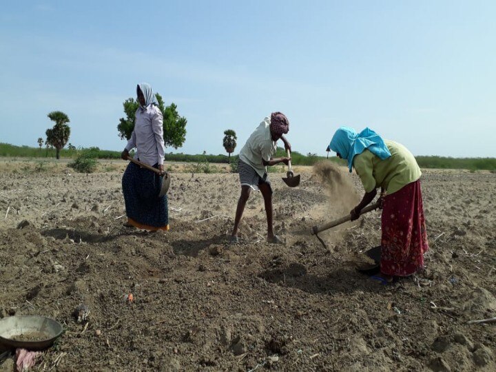 அதிக விளைச்சலை தரக்கூடிய  மக்காச்சோளம் விதைகளை  வழங்க வேண்டும் -  தூத்துக்குடி விவசாயிகள்