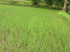 In Pics: बूंदी को कहा जाता है 'धान का कटोरा', 1800 करोड़ की है चावल इंडस्ट्री, खाड़ी देशों में होता है एक्सपोर्ट